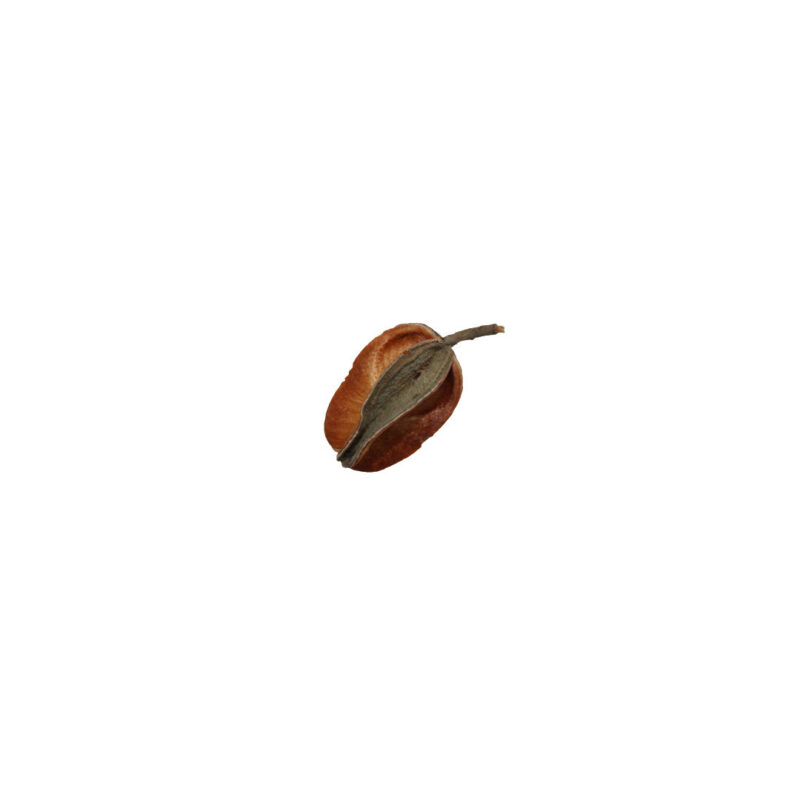 Fava Oxaguian